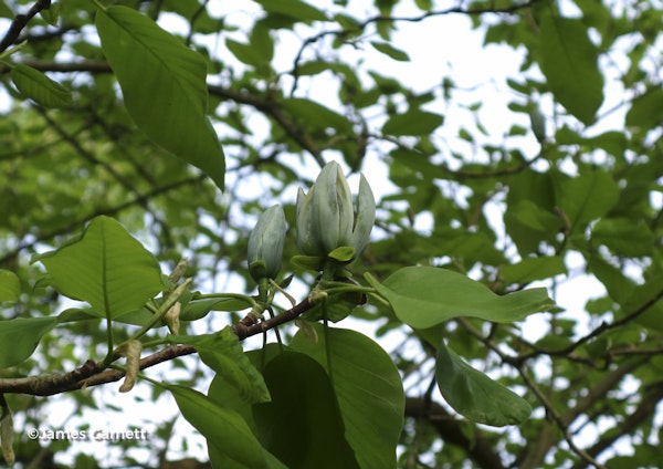 Photo Magnolia acuminata