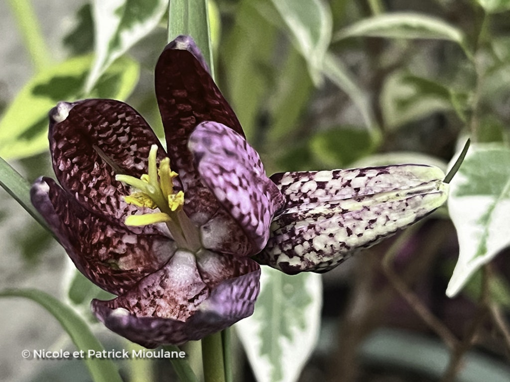 Image de Fritillaria meleagris