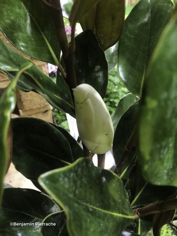 Photo Magnolia grandiflora 'Little Gem'