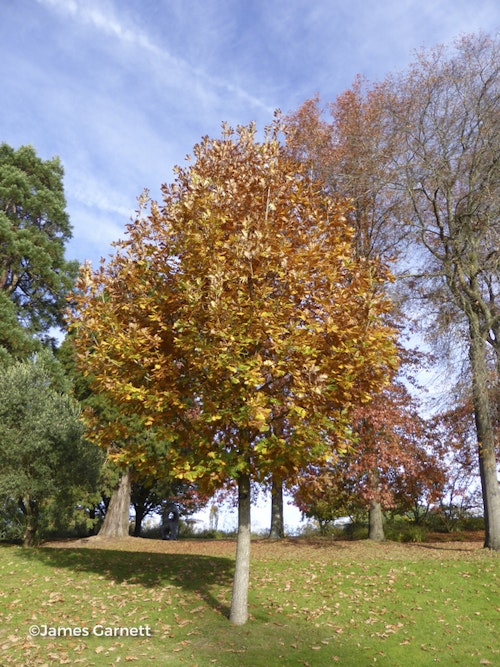 Photo Quercus frainetto