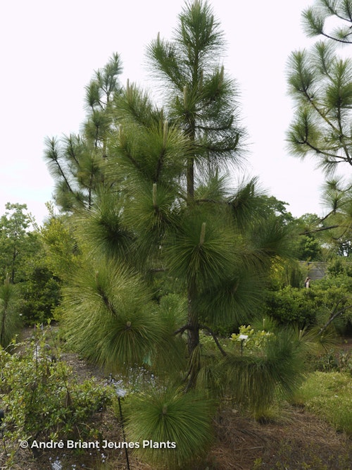 Photo Pinus palustris