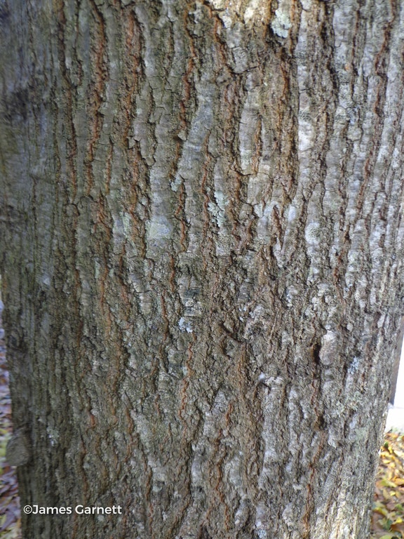Image de Quercus laurifolia