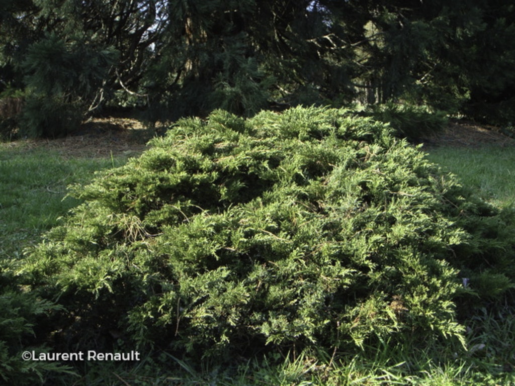 Image de Juniperus sabina 'Tamariscifolia'
