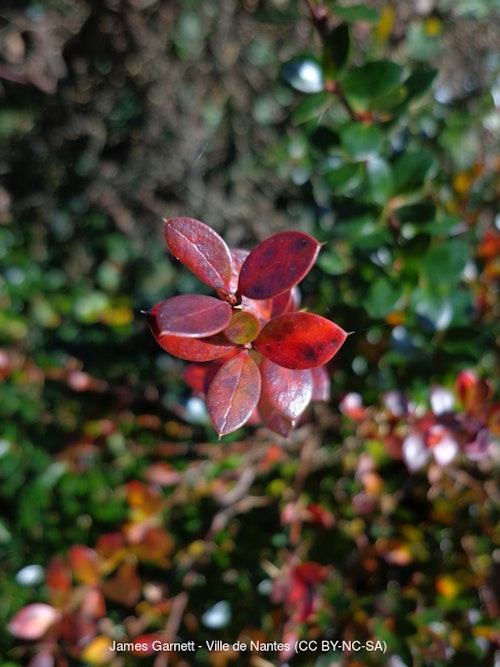 Photo Berberis microphylla 'Pygmaea'