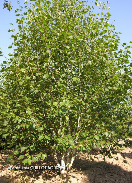 Photo Betula utilis subsp. jacquemontii