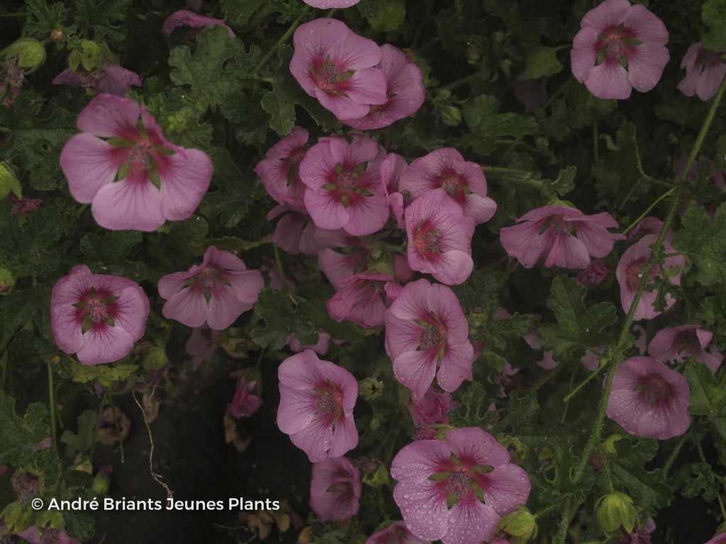 Image de Anisodontea 'Crystal Rose'