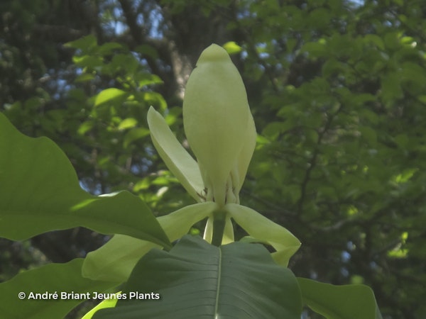 Photo Magnolia officinalis