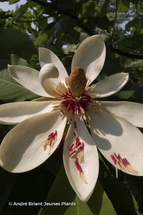 Photo Magnolia officinalis