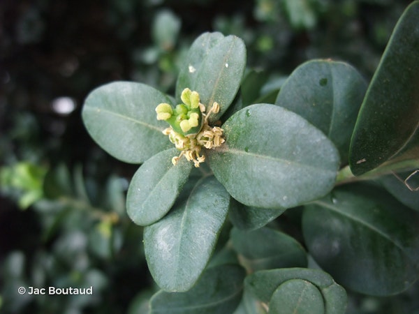 Photo Buxus sempervirens 'Rotundifolia'