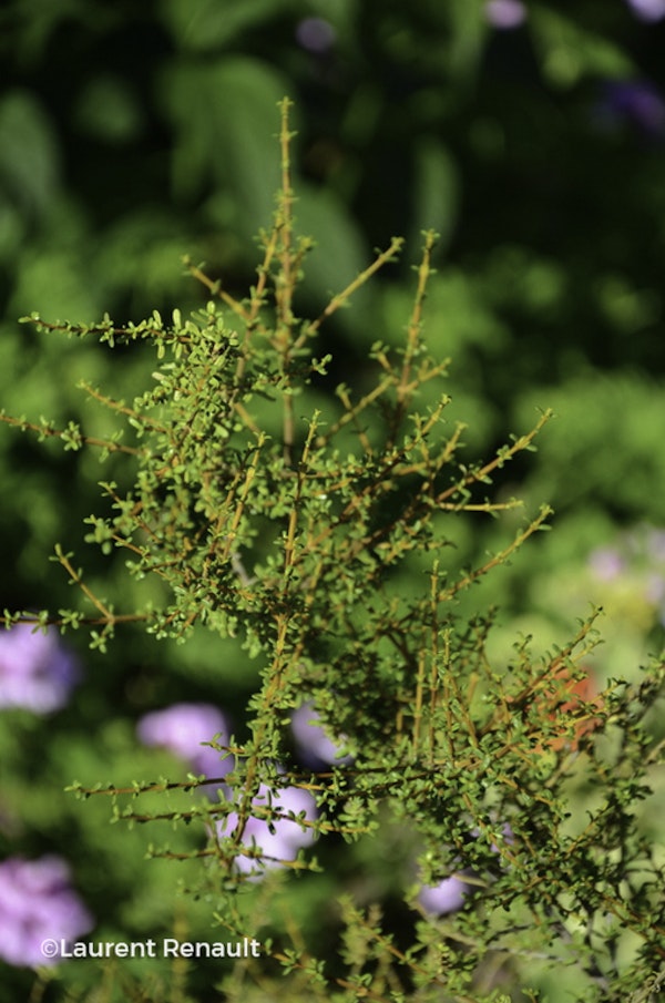 Photo Olearia solandri 'Aurea'