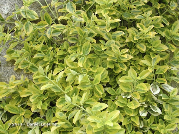 Photo Euonymus fortunei 'Emerald 'n' Gold'
