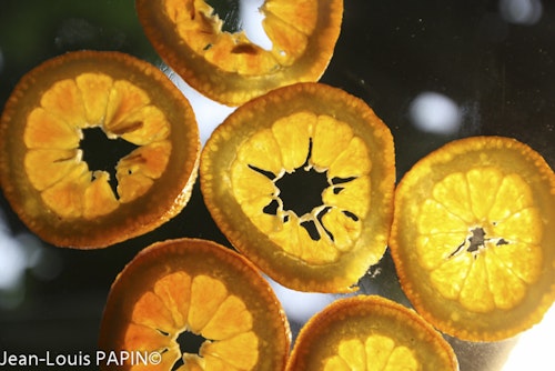 Photo Citrus x aurantium ( Sweet Orange Group )