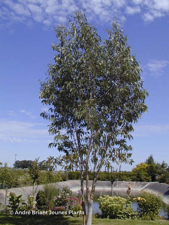 Image de Eucalyptus pauciflora subsp. niphophila