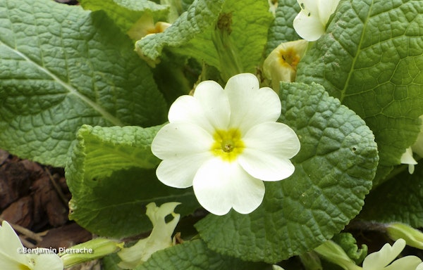 Photo Primula vulgaris