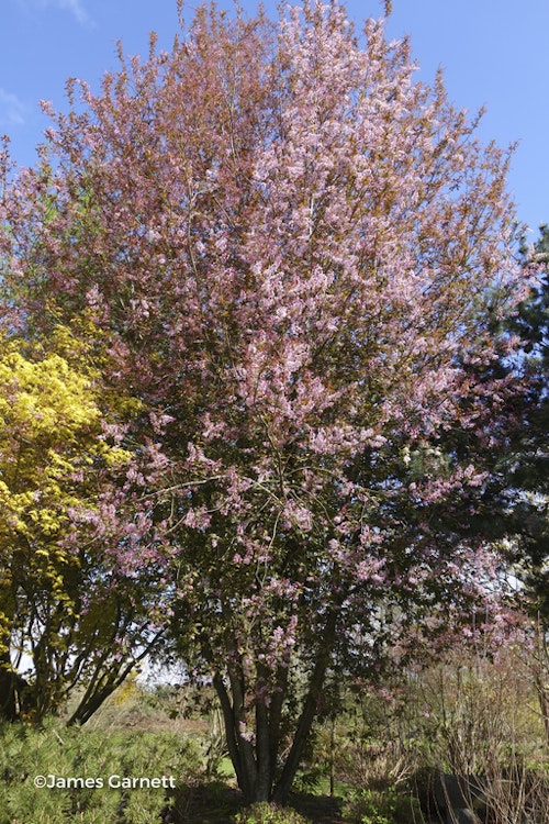 Photo Prunus padus 'Colorata'