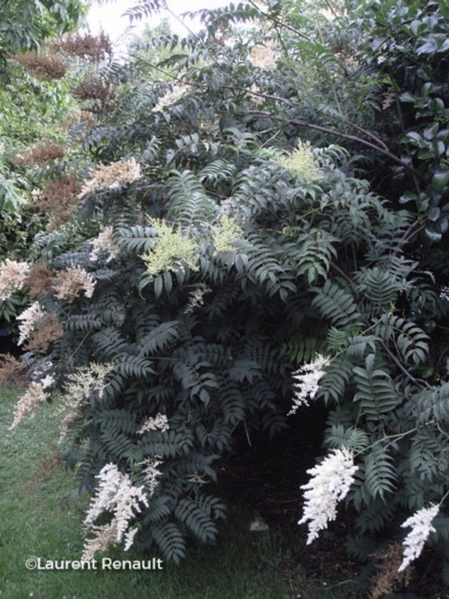 Photo Sorbaria sorbifolia