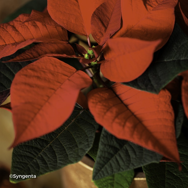 Image de Euphorbia pulcherrima VEGA RED
