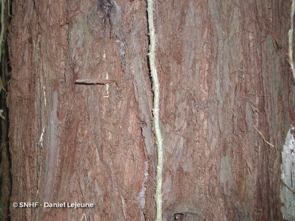 Photo Sequoia sempervirens
