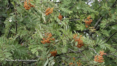 Photo Sorbus aucuparia