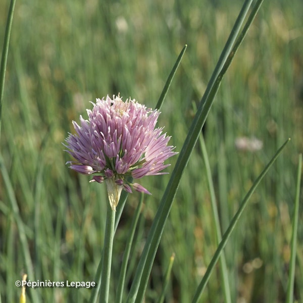 Photo Allium schoenoprasum