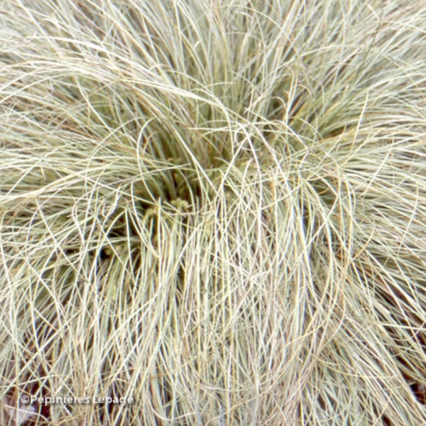 Photo Carex comans 'Frosted Curls'