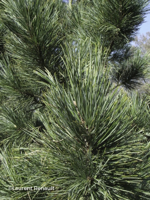 Photo Pinus cembra