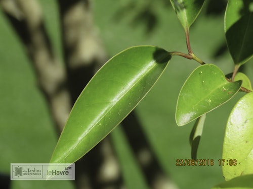 Photo Ligustrum japonicum
