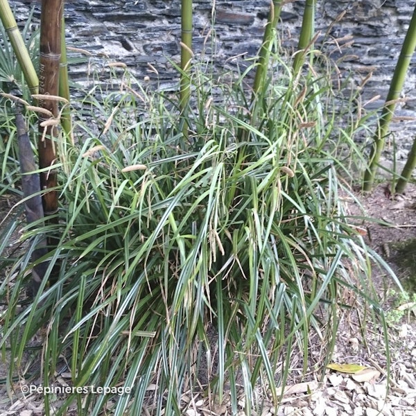 Photo Carex pendula