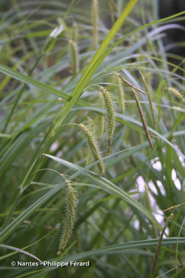Photo Carex crinita