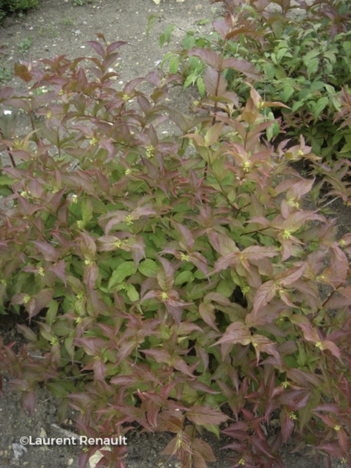 Photo Diervilla sessilifolia