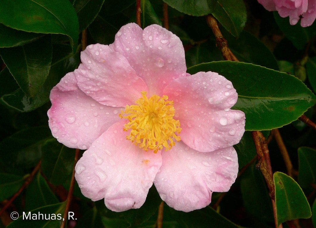 Image de Camellia sasanqua 'Plantation Pink'
