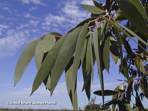 Photo Eucalyptus pauciflora subsp. niphophila