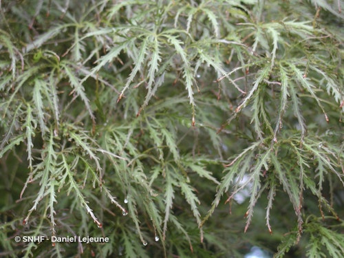 Photo Acer palmatum 'Ornatum'