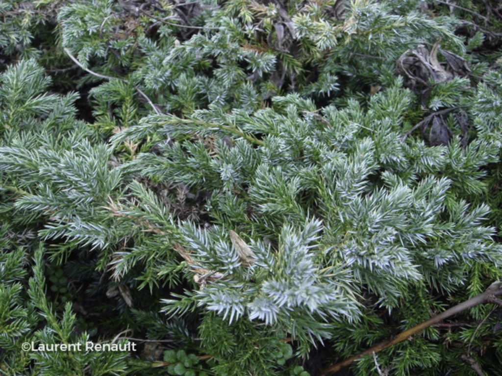 Image de Juniperus squamata 'Blue Carpet'