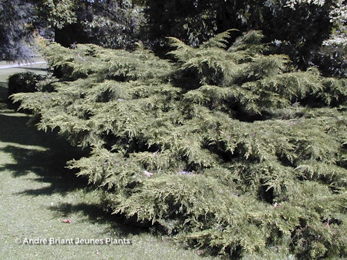 Photo Juniperus x pfitzeriana