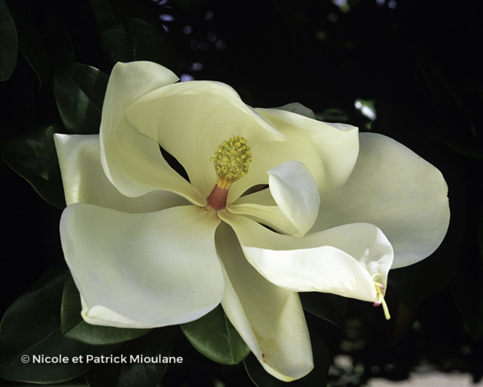 Image de Magnolia grandiflora