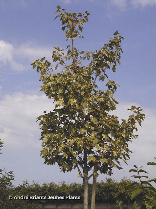 Photo Acer pseudoplatanus 'Leopoldii'
