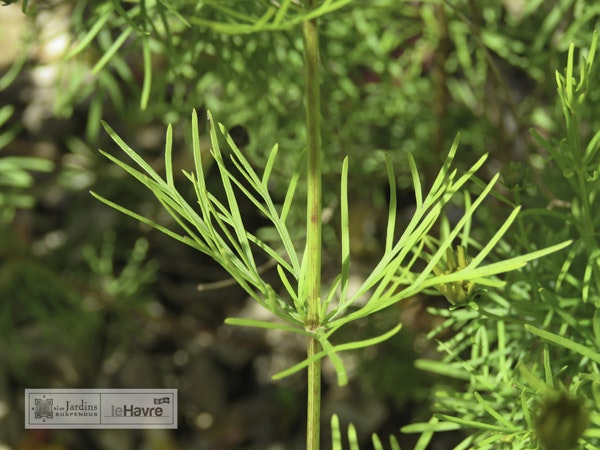 Photo Coreopsis verticillata