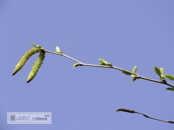 Photo Betula nigra