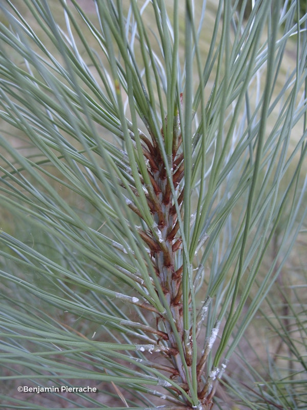 Photo Pinus coulteri