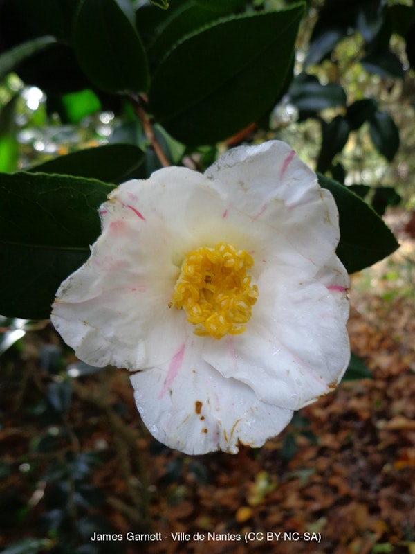 Photo Camellia japonica 'Aki-no-yama'
