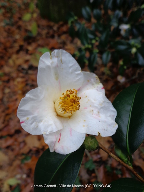 Photo Camellia japonica 'Aki-no-yama'