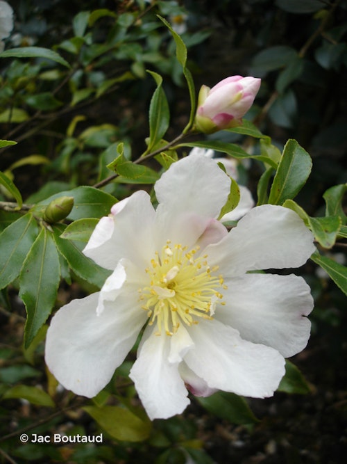 Photo Camellia sasanqua