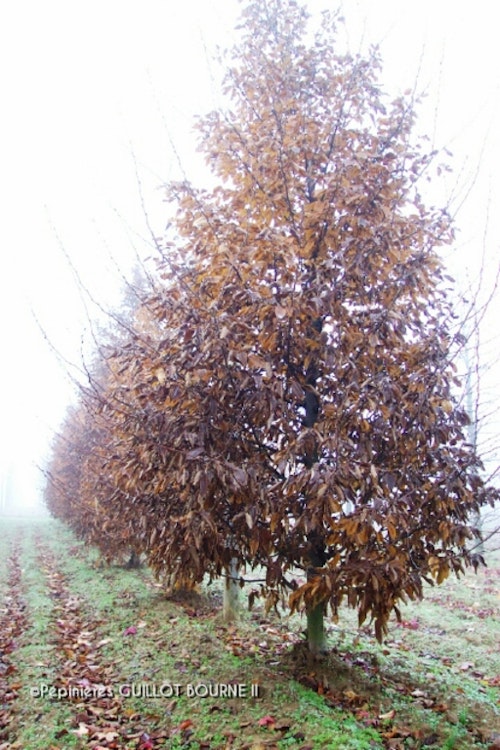 Photo Carpinus betulus