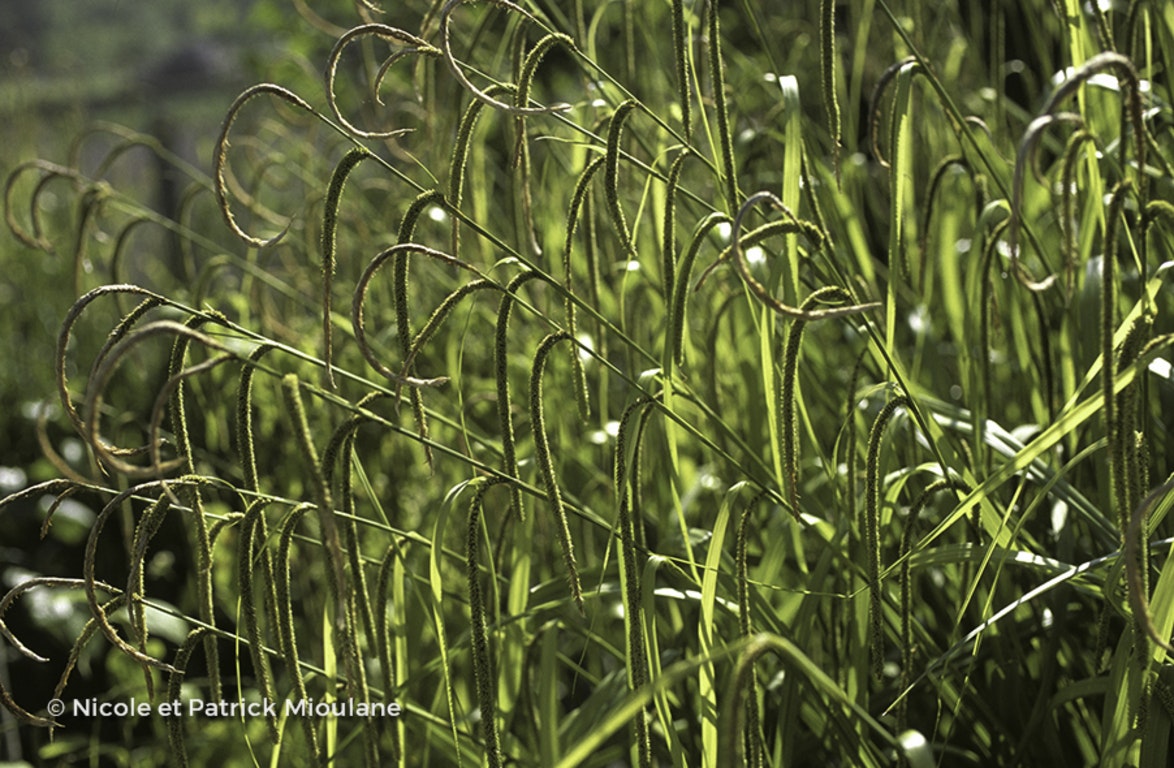 Image de Carex pendula