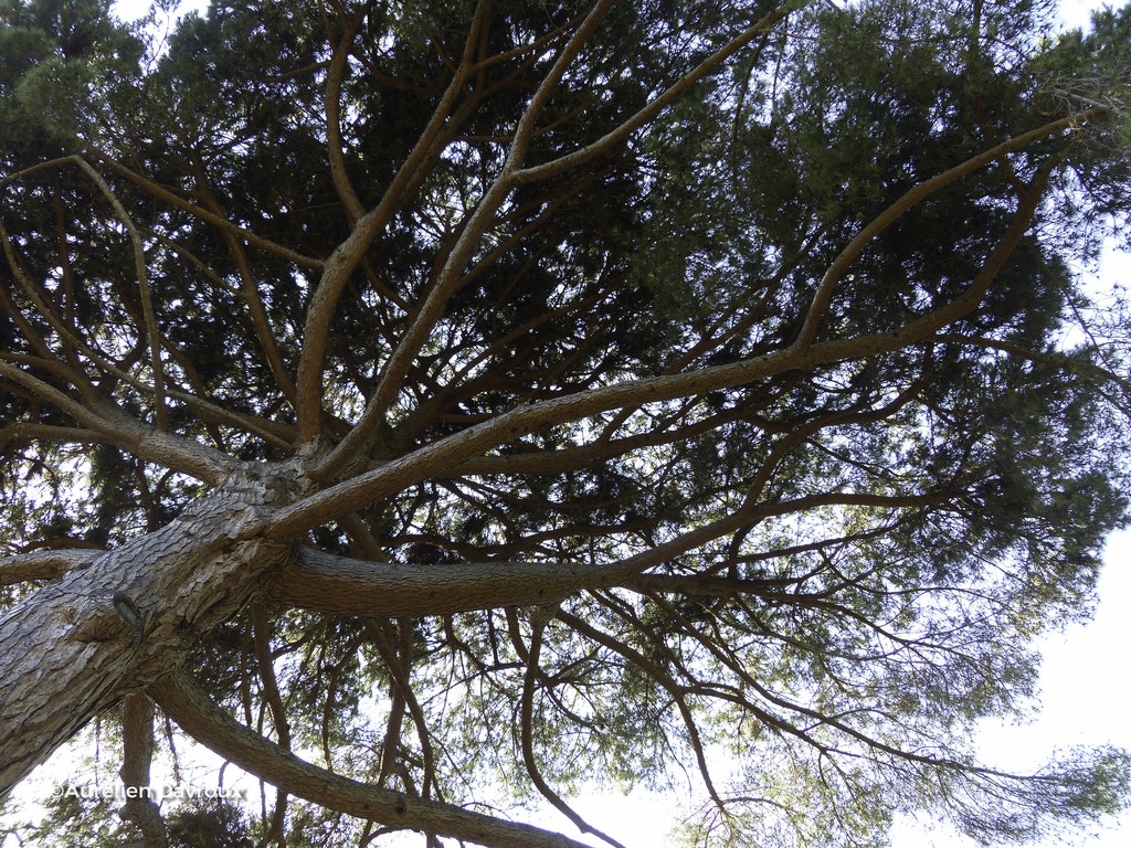 Image de Pinus pinea