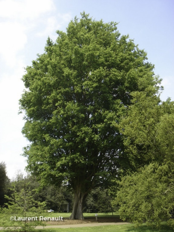 Image de Zelkova carpinifolia