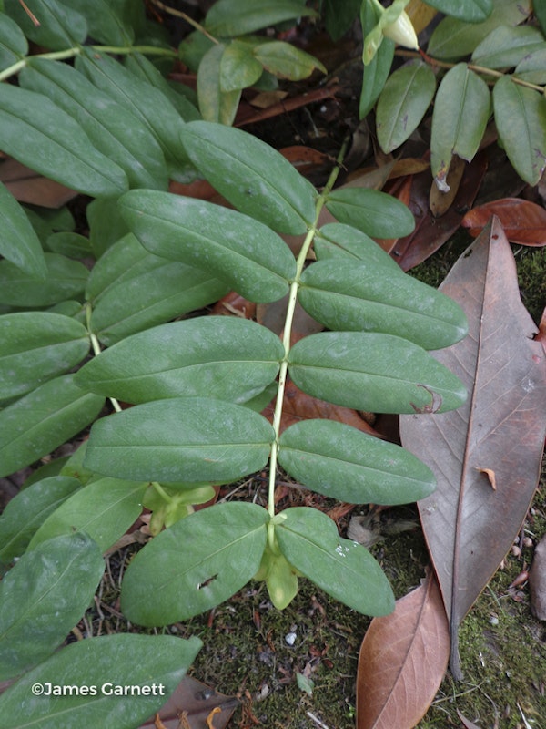 Photo Hypericum calycinum