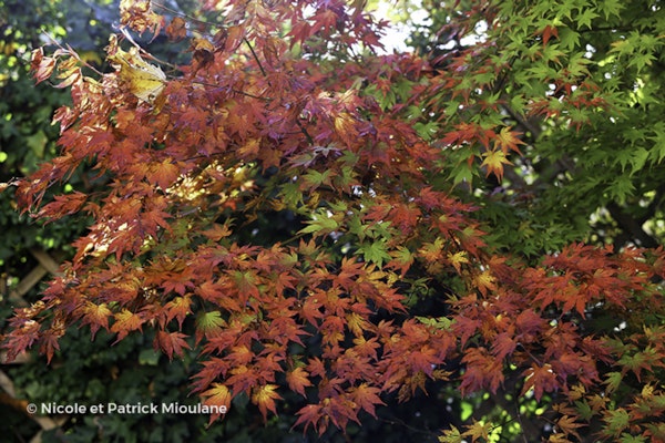 Photo Acer palmatum 'Orange Dream'