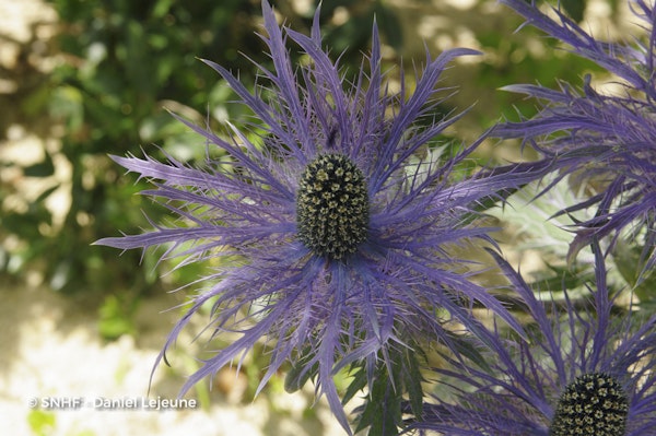 Photo Eryngium alpinum 'Blue Star'